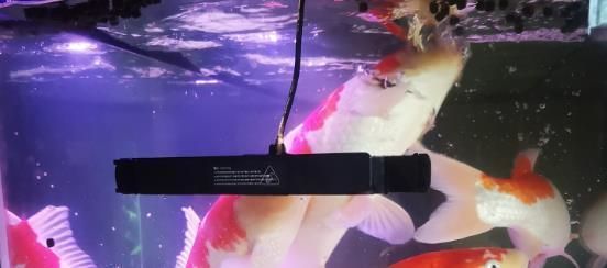天然色素對龍魚體色的影響：天然色素對龍魚體色的影響是多方面的 天然色素對龍魚體色的影響：天然色素對龍魚體色的影響是多方面的 龍魚百科 第4張