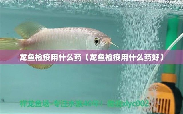 龍魚用什么藥做檢疫：在進行龍魚檢疫時，選擇合適的藥物至關重要 龍魚用什么藥做檢疫：在進行龍魚檢疫時，選擇合適的藥物至關重要 龍魚百科 第5張