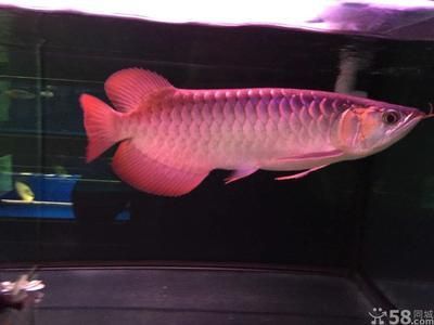 最便宜的龍魚幾元一條（最便宜的龍魚是什么？）