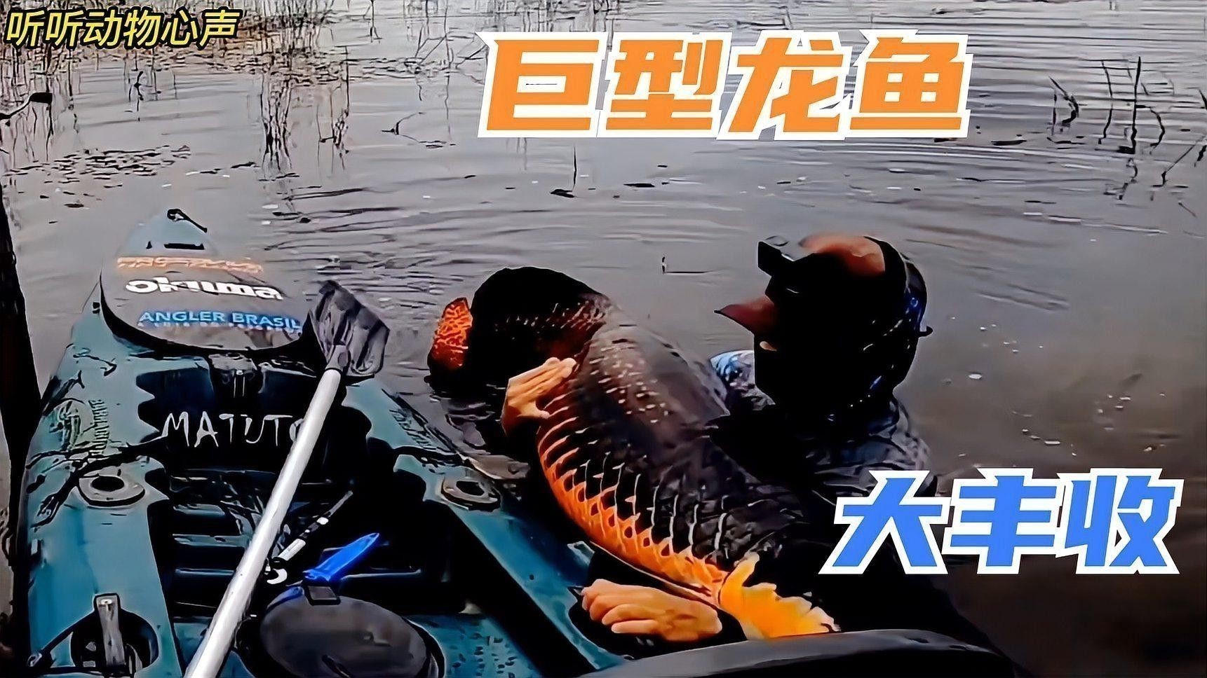 超大龍魚視頻播放