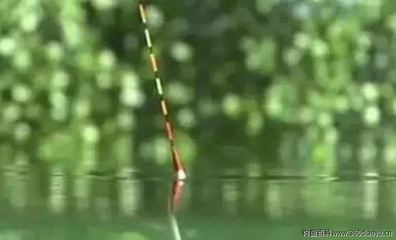 龍魚和虎魚怕鹽嗎為什么會(huì)死：龍魚和虎魚怕鹽嗎？為什么會(huì)死？