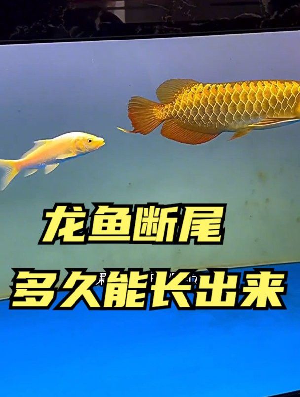 龍魚掉尾后需要多久才能完全恢復？