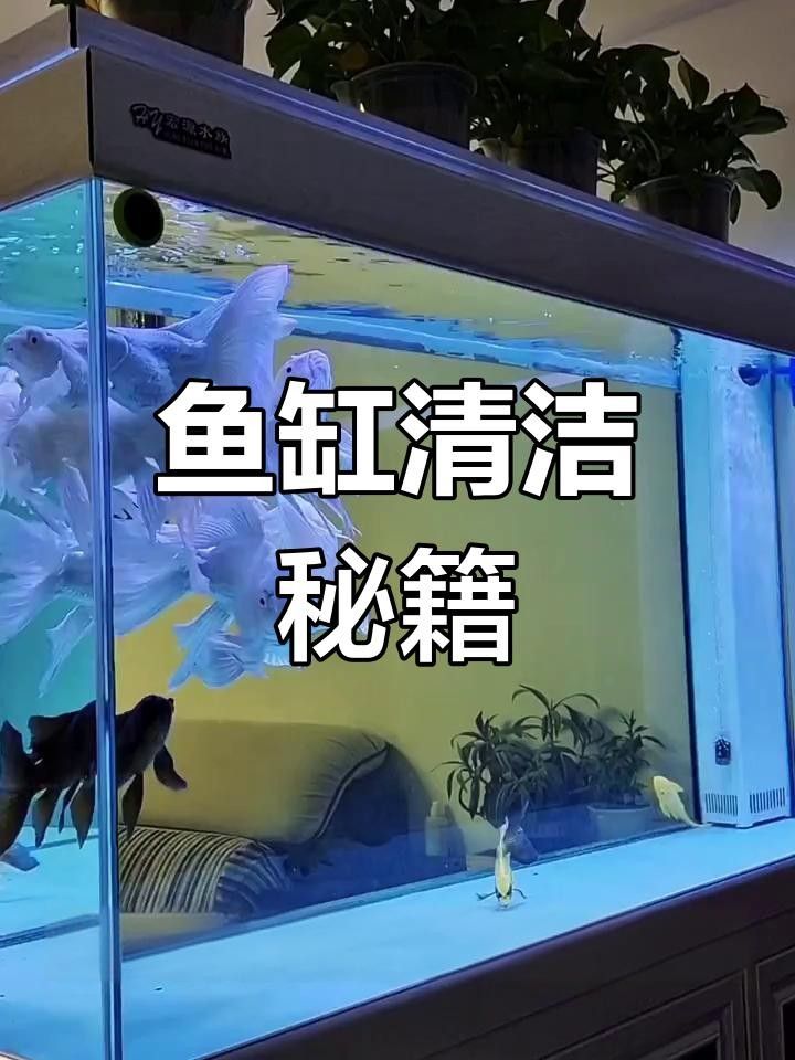 龍魚缸內擺件如何清潔和維護？
