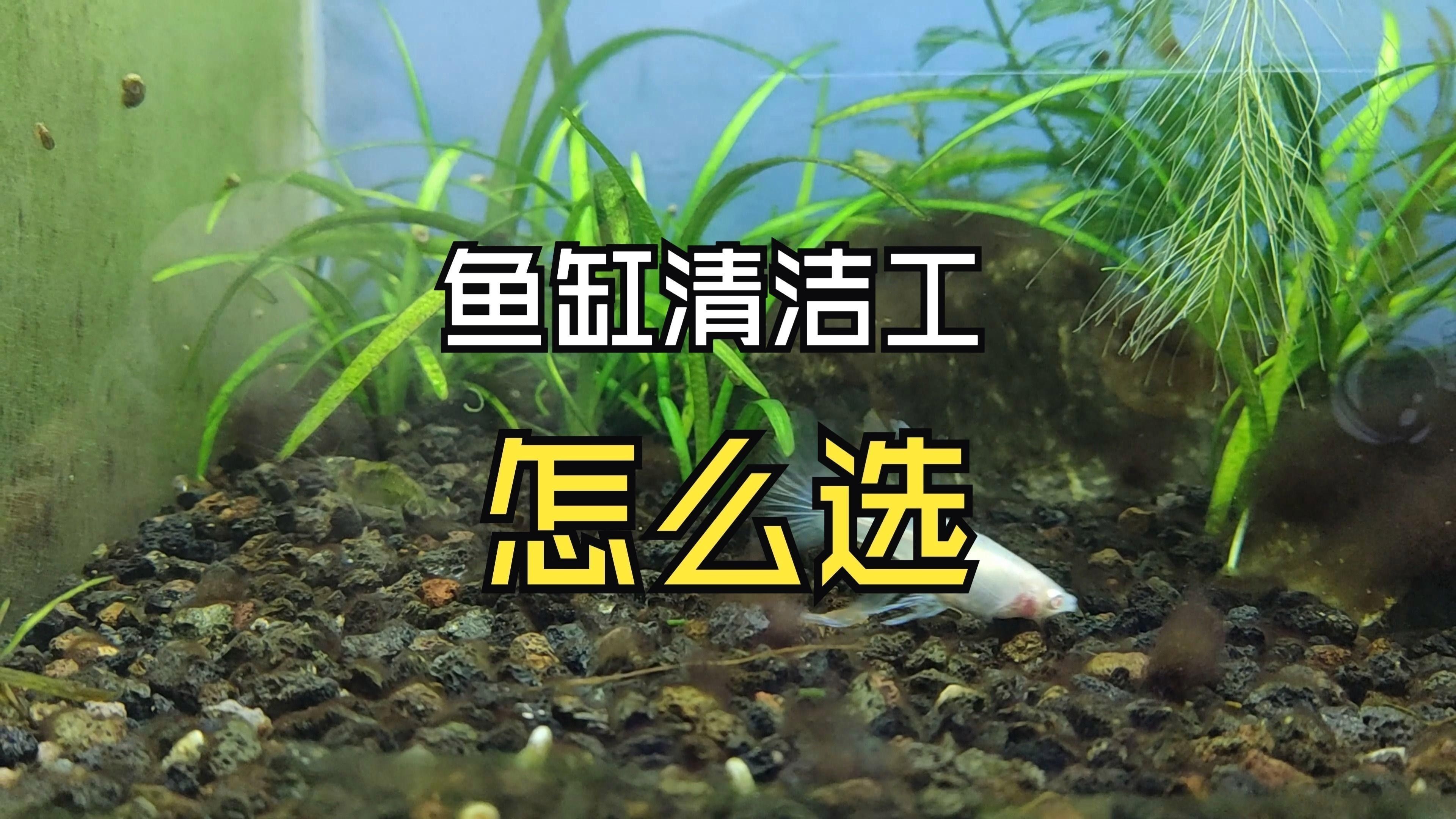 龍魚缸內擺件如何清潔和維護？