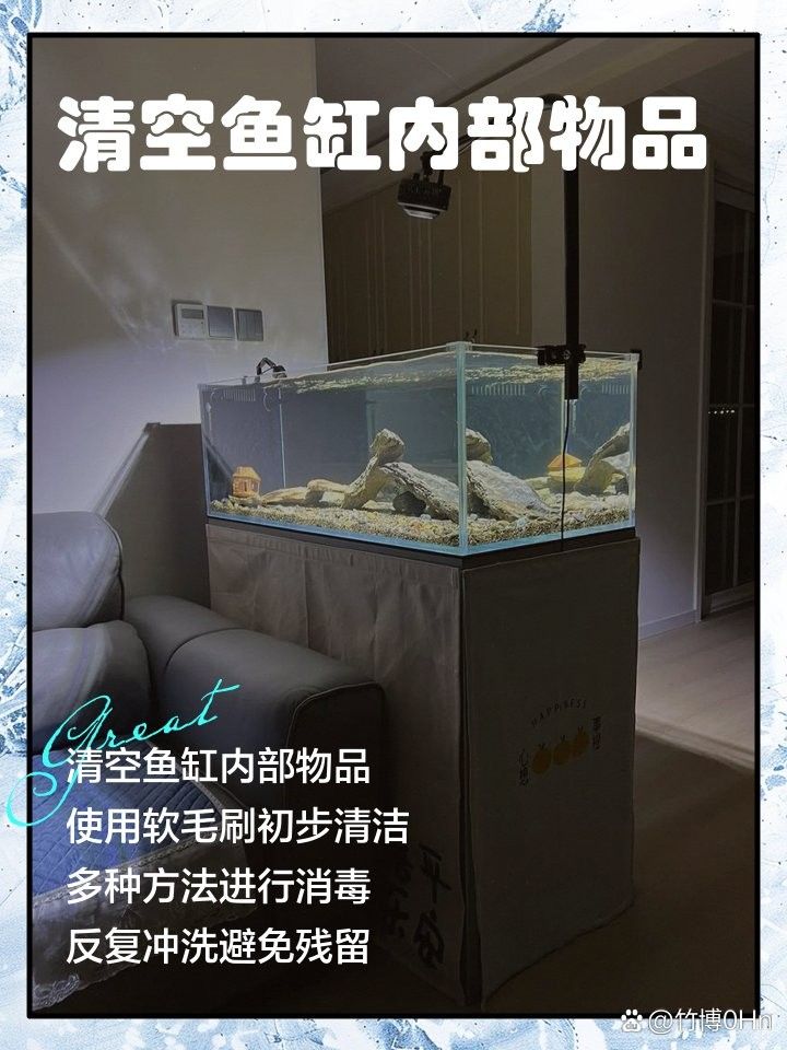 龍魚缸內擺件如何清潔和維護？