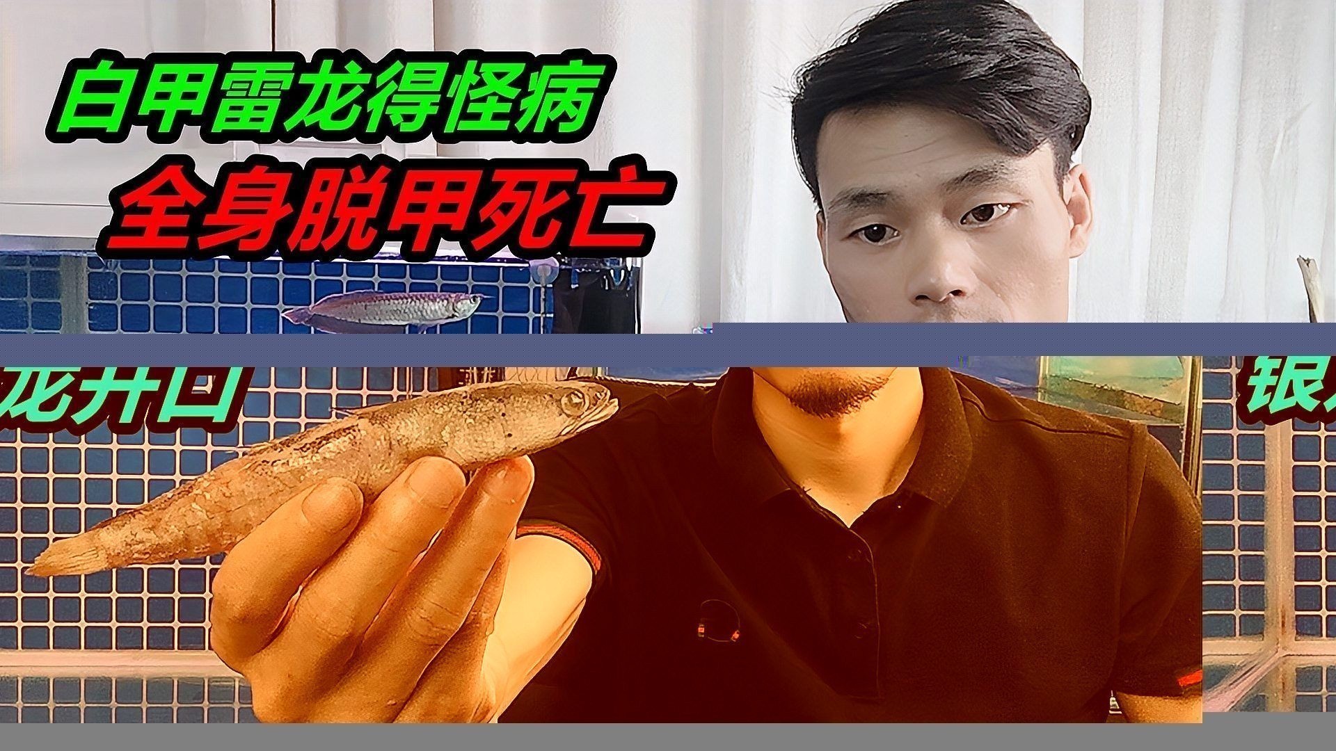 龍魚缸內擺件如何清潔和維護？