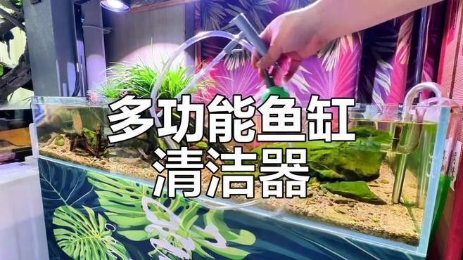 龍魚缸內擺件如何清潔和維護？