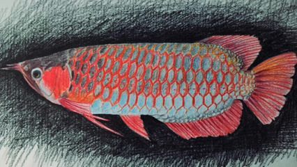 如何畫龍魚：彩鉛畫龍魚怎么畫？