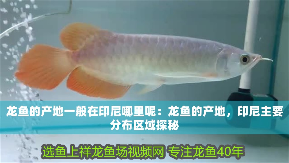 龍魚的產地一般在印尼哪里呢：龍魚的產地，印尼主要分布區域探秘