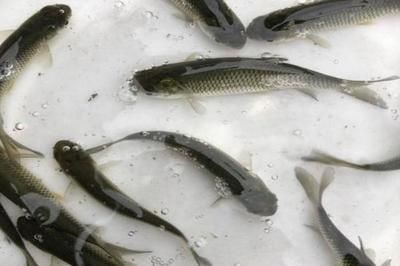 龍魚的產地一般在印尼哪里呢：龍魚的產地，印尼主要分布區域探秘