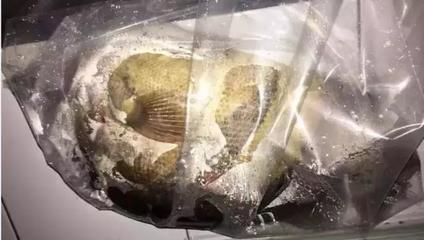 用食鹽消毒活食給龍魚可以嗎（使用食鹽消毒活食給龍魚可以嗎）