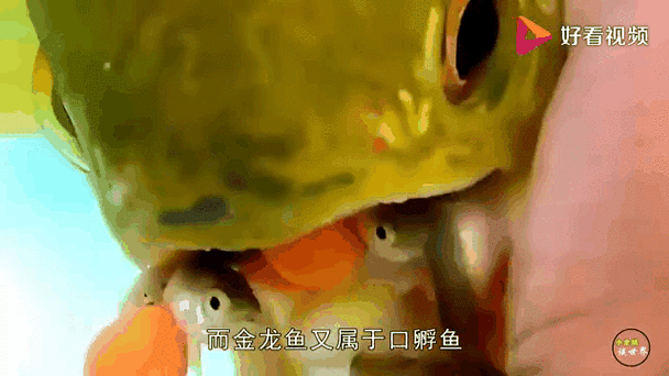 金龍魚口孵的成功率有多高？