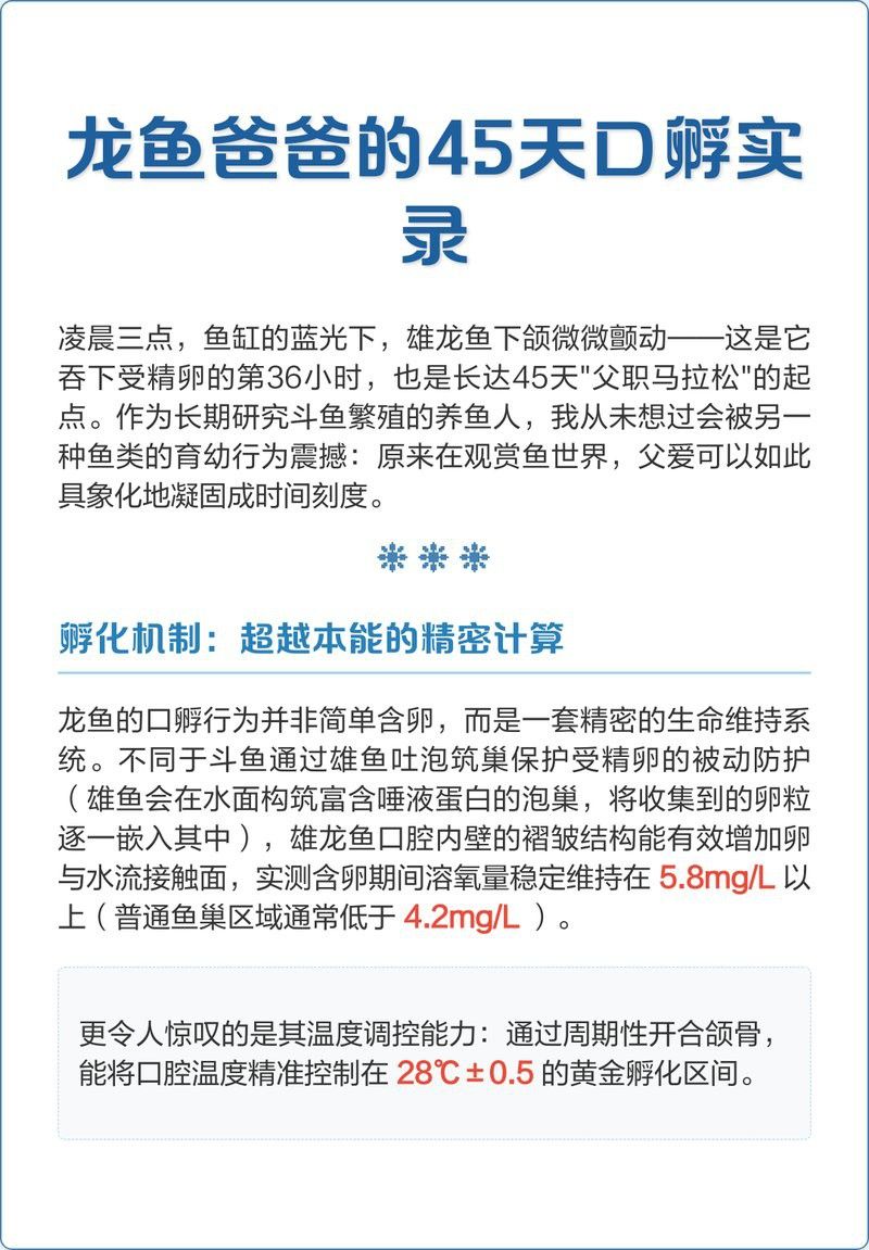 金龍魚排卵