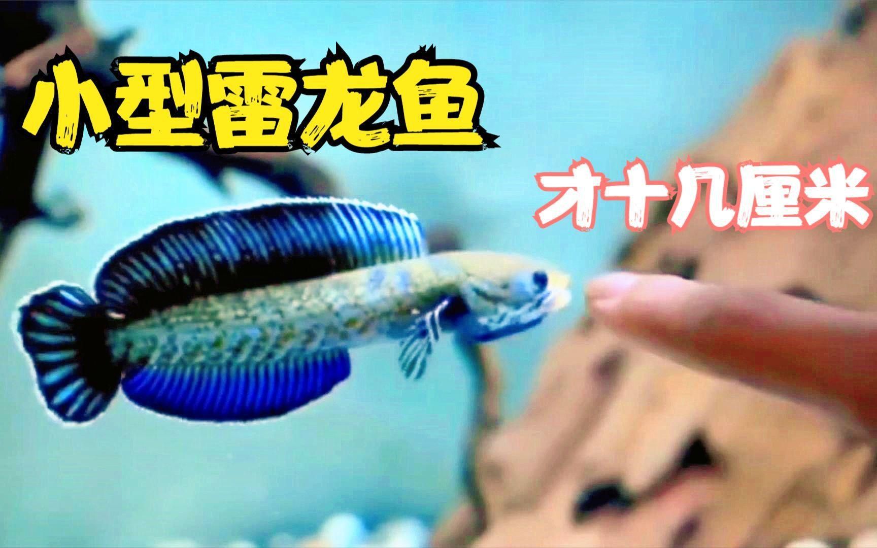 奶茶雷龍怎么養