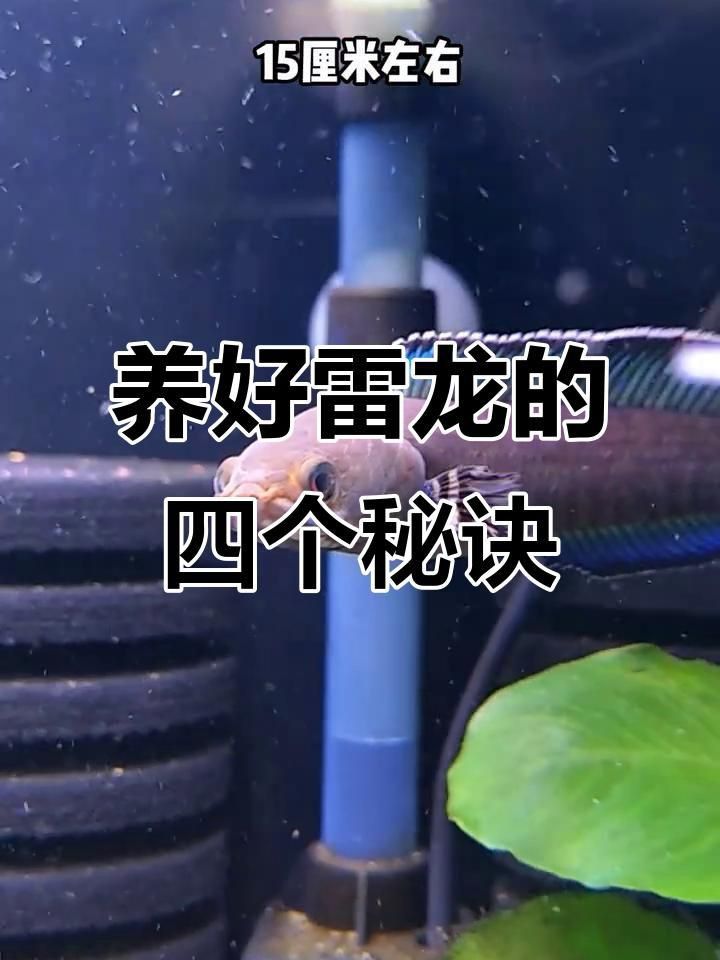 奶茶雷龍怎么養