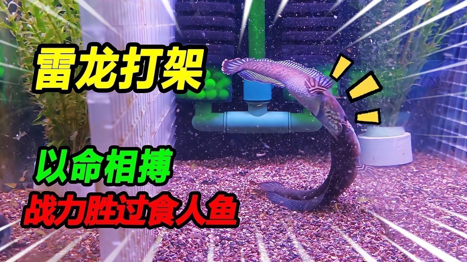 奶茶雷龍怎么養