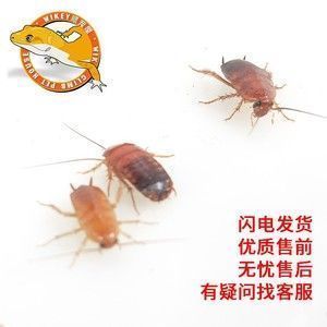 龍魚的養護與鑒賞作文：-龍魚吃東西少怎么回事兒，龍魚吃得少怎么辦