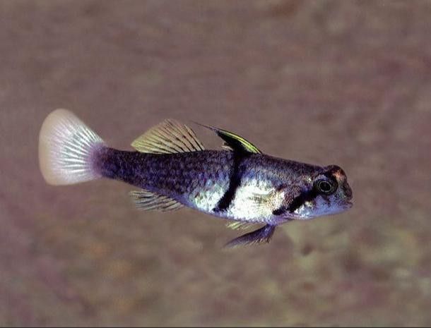 雷龍魚可以和蝦虎混養(yǎng)嗎圖片欣賞