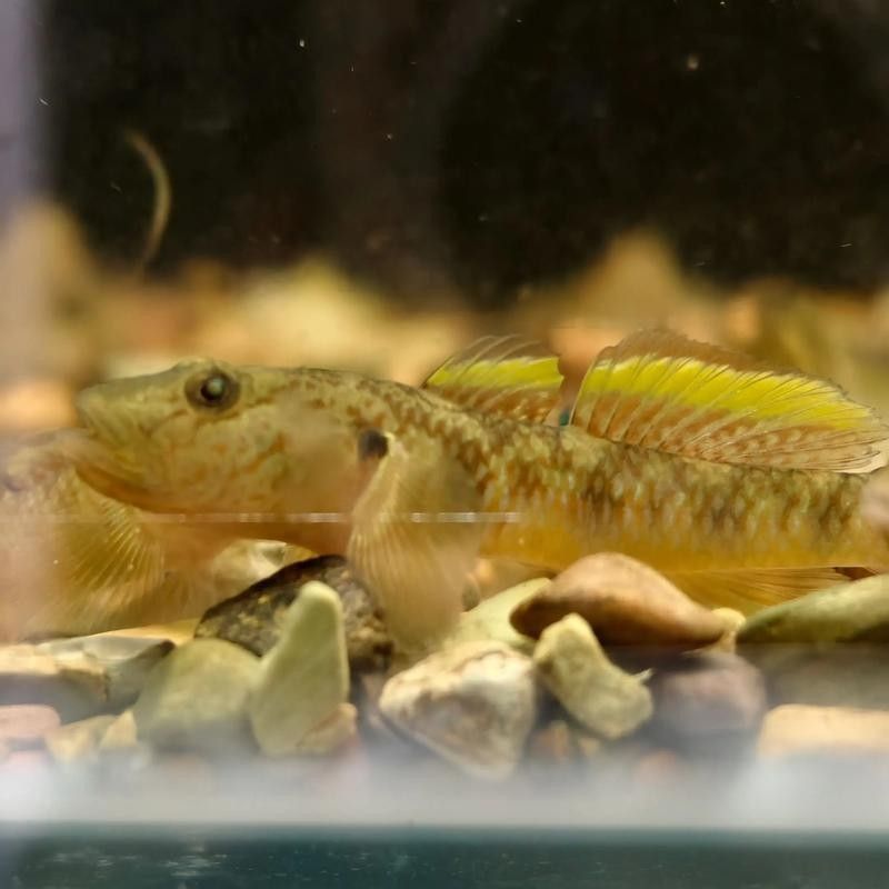 雷龍魚可以和蝦虎混養(yǎng)嗎圖片欣賞