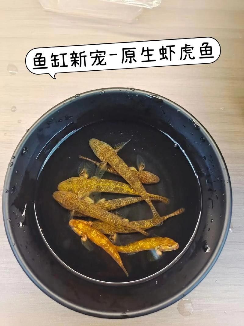 雷龍魚可以和蝦虎混養(yǎng)嗎圖片欣賞
