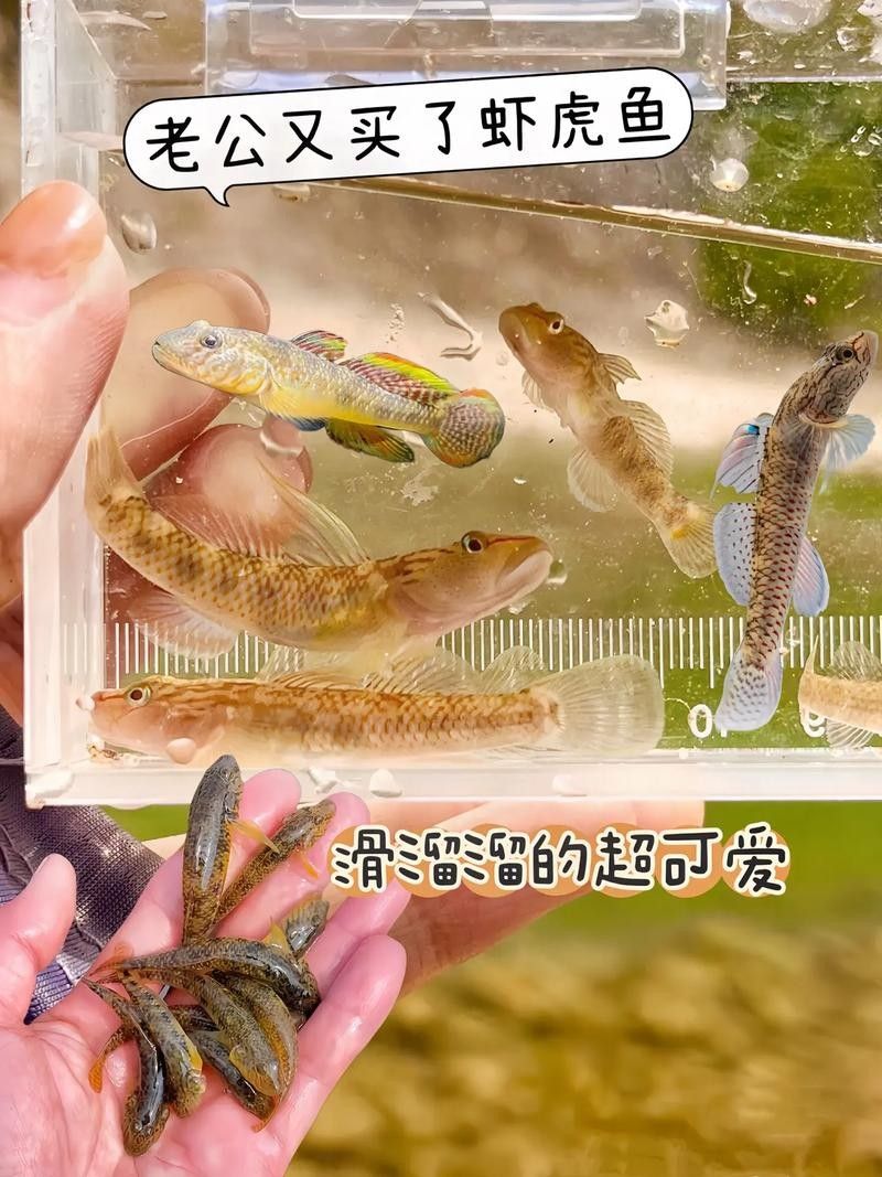 雷龍魚可以和蝦虎混養(yǎng)嗎圖片欣賞
