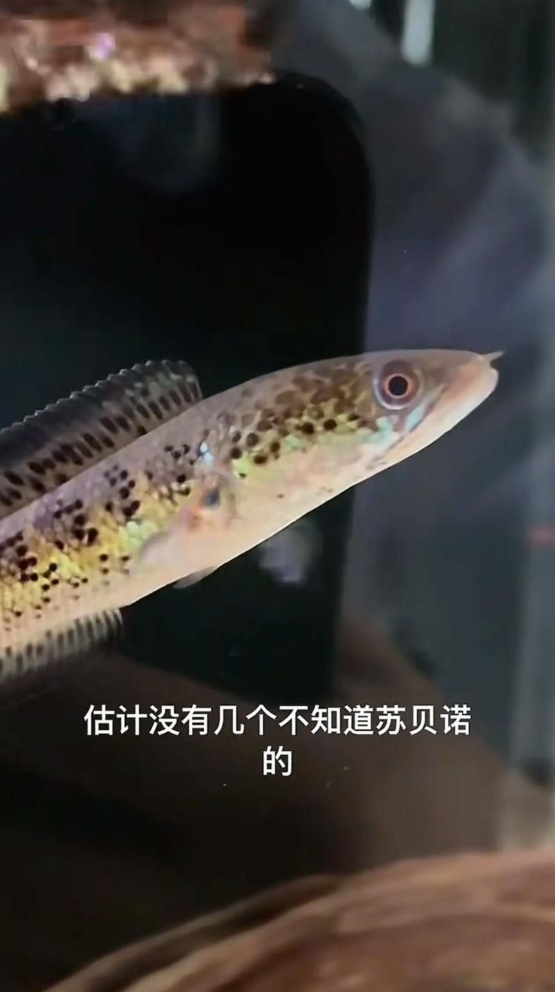 雷龍魚可以和蝦虎混養(yǎng)嗎圖片欣賞