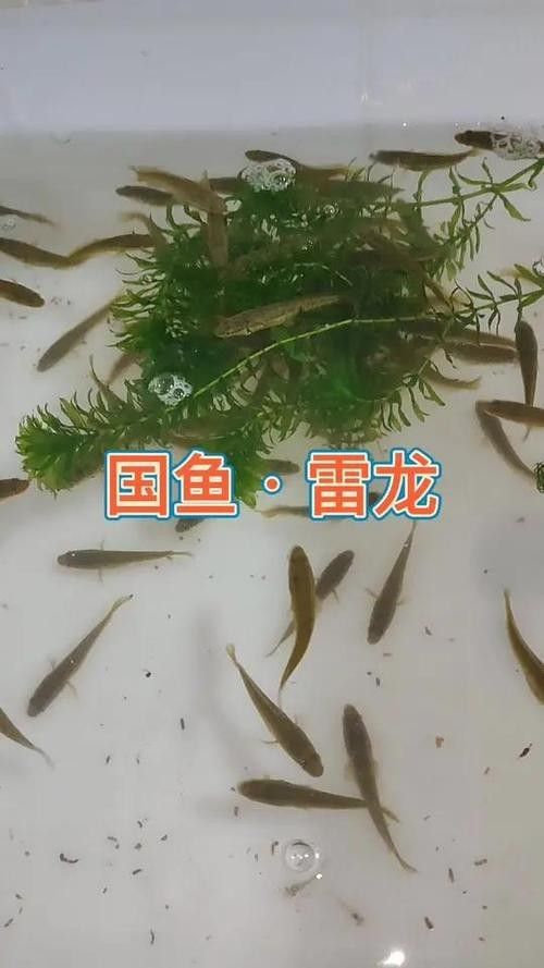 雷龍魚可以和蝦虎混養(yǎng)嗎圖片欣賞