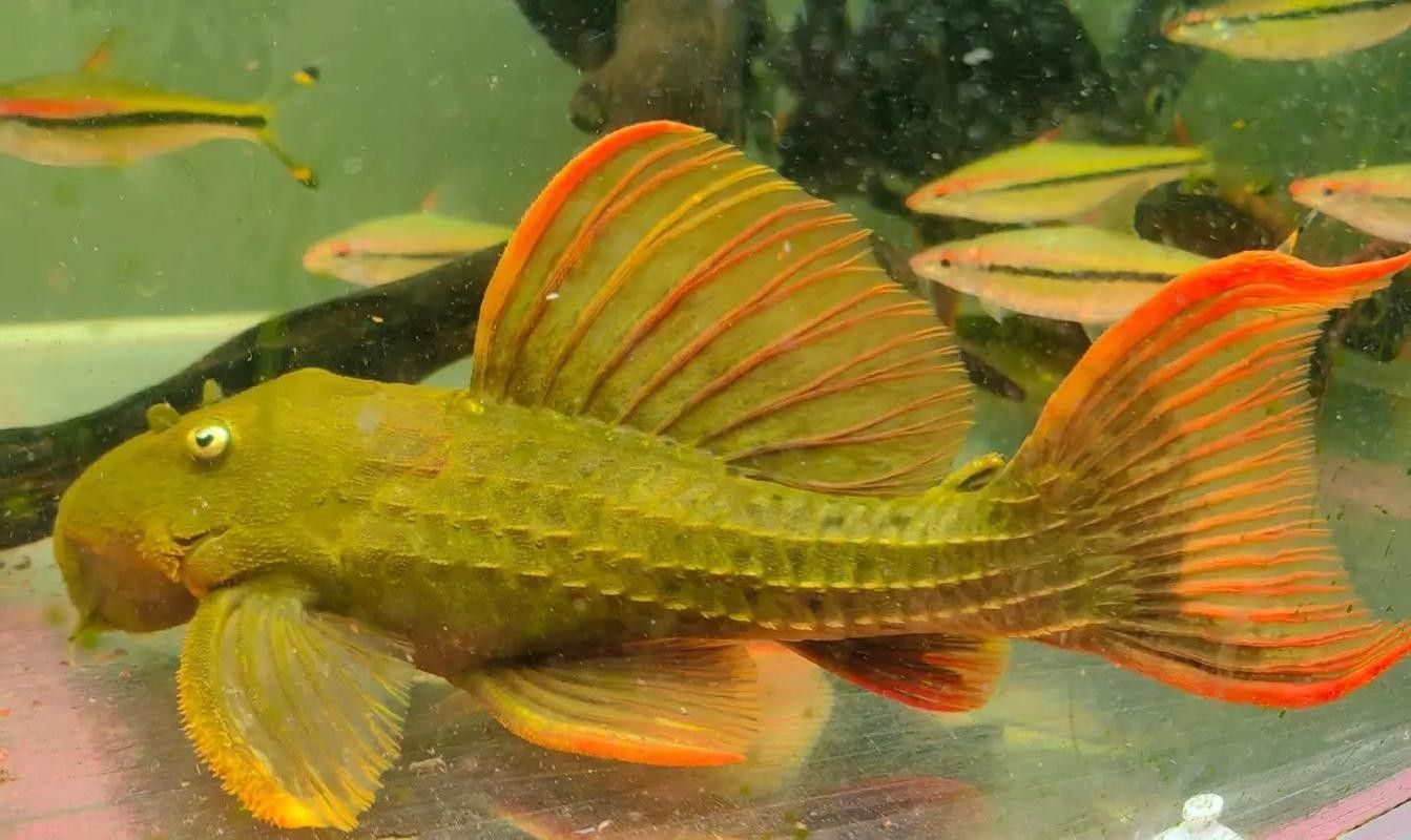雷龍魚可以和蝦虎混養(yǎng)嗎圖片欣賞