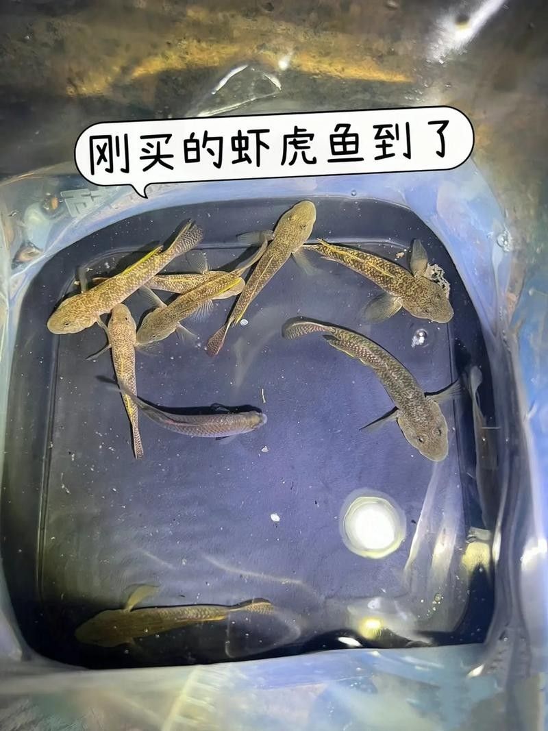 雷龍魚可以和蝦虎混養(yǎng)嗎圖片欣賞