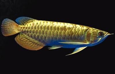 山東龍魚養殖場地址（山東有哪些龍魚養殖場？）