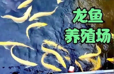 山東龍魚養殖場地址（山東有哪些龍魚養殖場？）