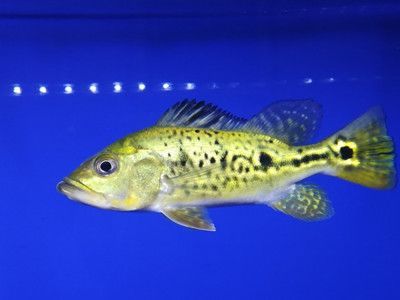 龍魚會不會得白點病：龍魚會得白點病嗎