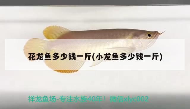 奈及利亞魚市價格對比：利亞魚市價格對比