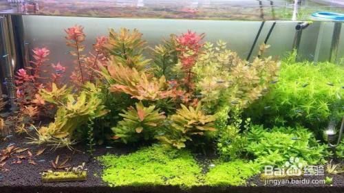 魚缸水白霧不清澈怎么辦