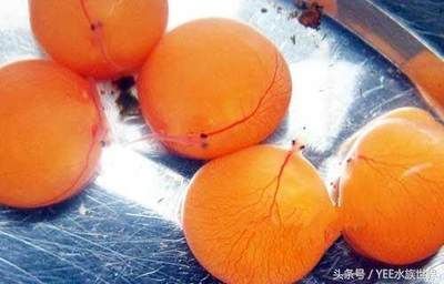 龍魚嘴巴總是不停的一張一合（龍魚嘴巴不停一張一合是怎么回事？）