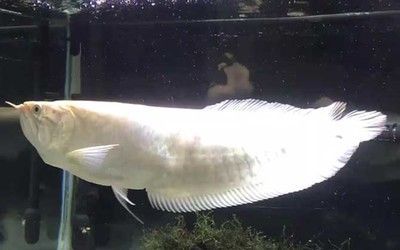 銀龍魚苗活力提升技巧：如何提高銀龍魚的活力