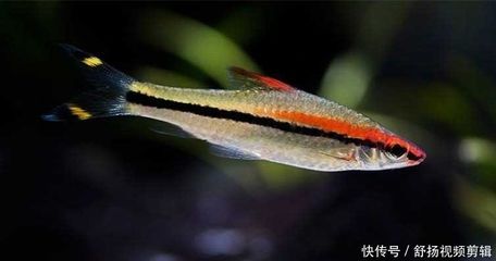 家庭養殖一眉道人魚的環境要求，
