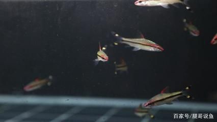 家庭養殖一眉道人魚的環境要求，