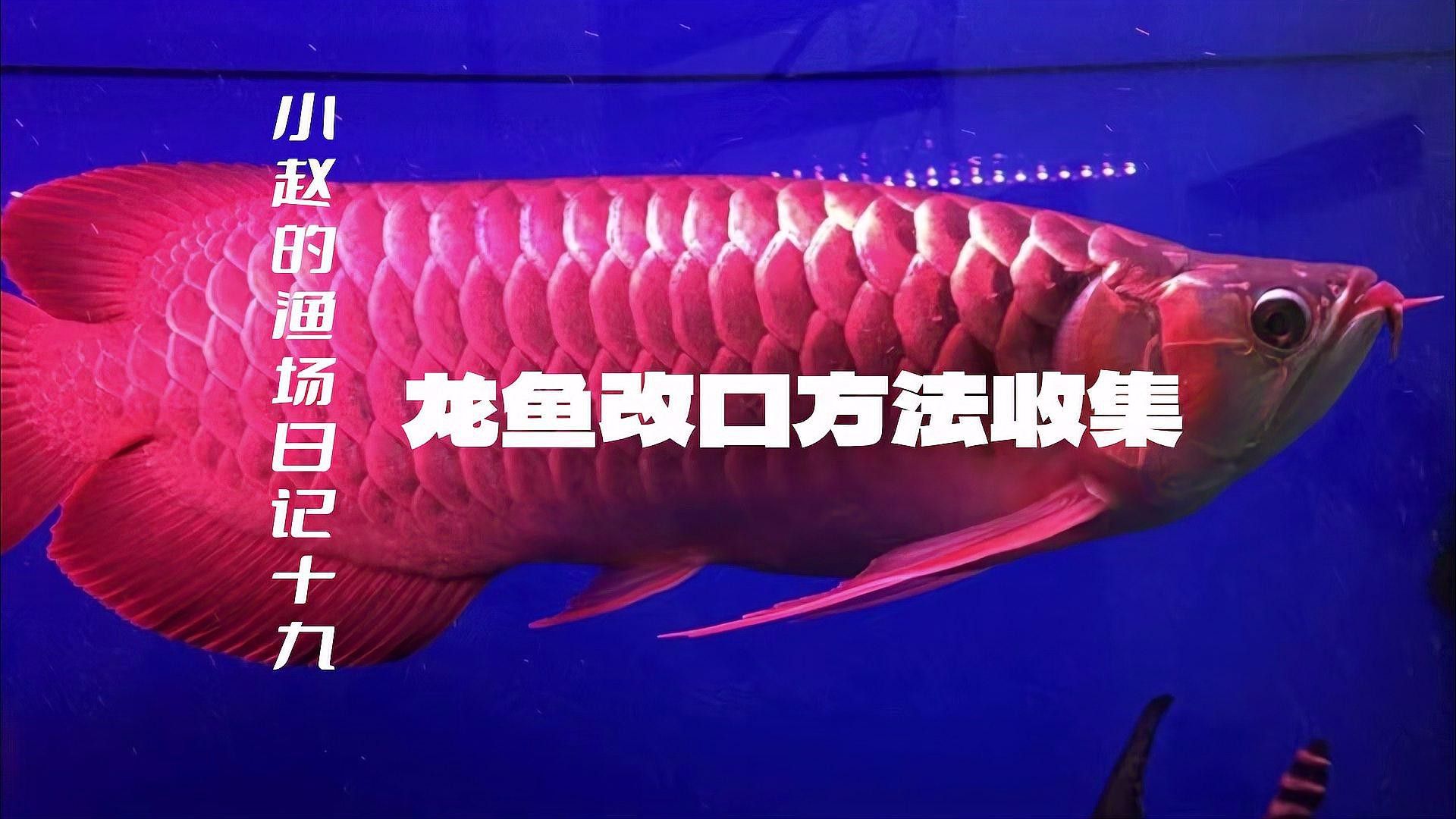 怎樣讓龍魚吃飼料呢