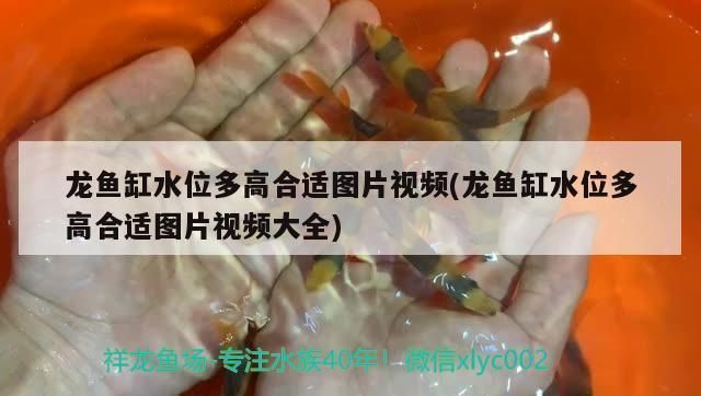龍魚魚缸水位高度多少合適:養龍魚時水位高度的合適范圍 龍魚百科 第1張 龍魚魚缸水位高度多少合適:養龍魚時水位高度的合適范圍 龍魚魚缸水位高度多少合適:養龍魚時水位高度的合適范圍 龍魚百科 第1張