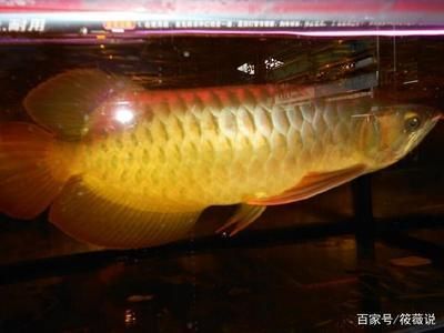 紅龍魚品種區分（紅龍魚品種及種的區分）