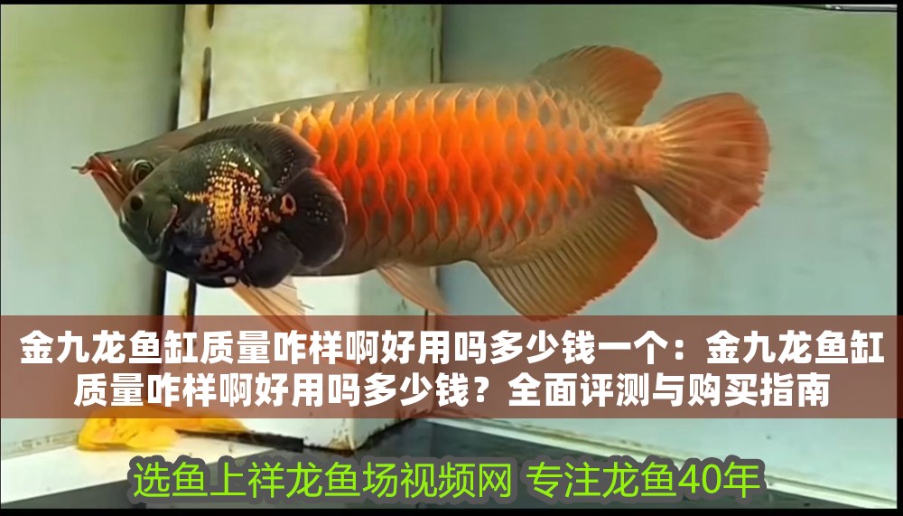金九龍魚缸質(zhì)量咋樣啊好用嗎多少錢一個(gè)：金九龍魚缸質(zhì)量咋樣啊好用嗎多少錢？全面評(píng)測(cè)與購買指南 金九龍魚缸質(zhì)量咋樣啊好用嗎多少錢一個(gè)：金九龍魚缸質(zhì)量咋樣啊好用嗎多少錢？全面評(píng)測(cè)與購買指南 龍魚百科 第1張