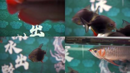 金龍魚需要多大的缸養，關于金龍魚所需魚缸尺寸的詳細信息