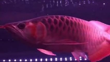 紅龍魚(yú)掉眼怎么辦圖片大全集（紅龍魚(yú)掉眼怎么辦圖片大全集視頻）
