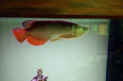 龍魚和什么魚養一起好，適合與龍魚混養的幾種魚類