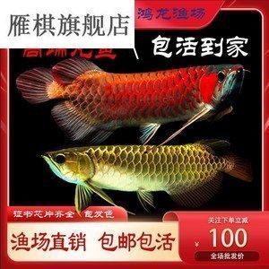 龍魚一直在水面抬頭游來游去：龍魚在水面上頻繁游動(dòng)是怎么回事 龍魚一直在水面抬頭游來游去：龍魚在水面上頻繁游動(dòng)是怎么回事 龍魚百科 第4張