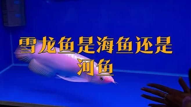 銀龍魚哪個顏色最有價值？