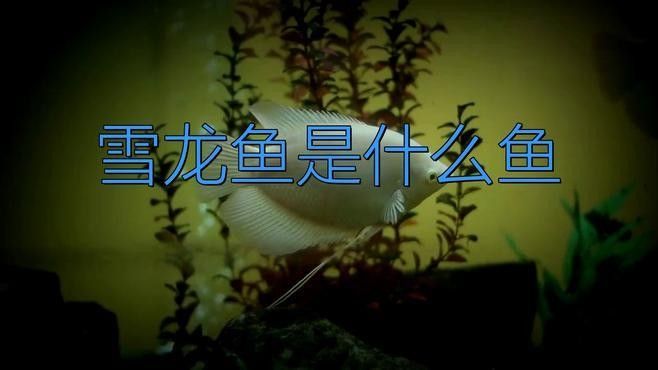 銀龍魚哪個顏色最有價值？