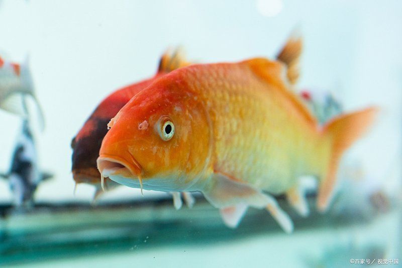 面迫白錦鯉最忌三種東西