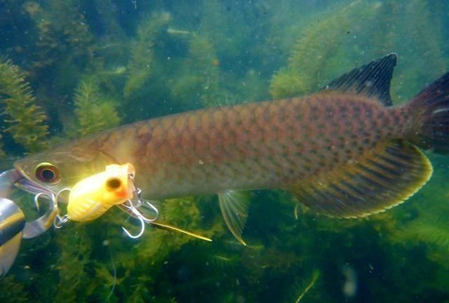 龍魚水溫度多少合適釣魚：冬季釣龍魚的特殊技巧，龍魚釣魚的特殊技巧有哪些 龍魚水溫度多少合適釣魚：冬季釣龍魚的特殊技巧，龍魚釣魚的特殊技巧有哪些 龍魚百科 第2張